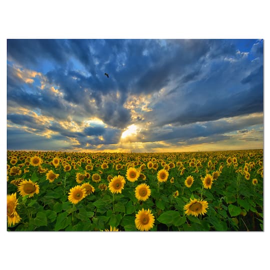 Designart - Beauty Sunset over Sunflowers
